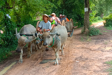 Village Ox Cart Ride