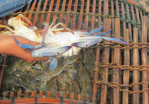 Crab Market in Kep