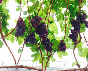 Grape Farm Battambang
