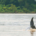 Mekong Irrawaddy Dolphins