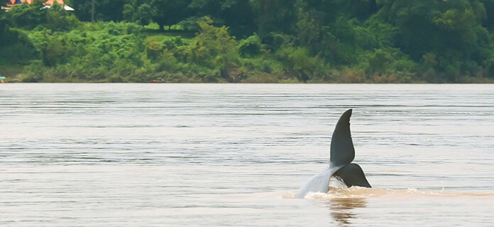 Mekong Irrawaddy Dolphins