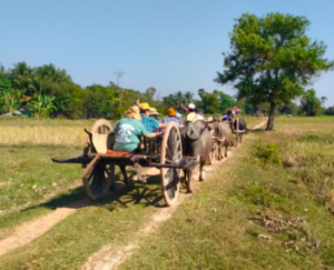 Oxcart Ride