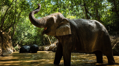 Experience Siem Reap with Elephant 5 Nights / 6 Days