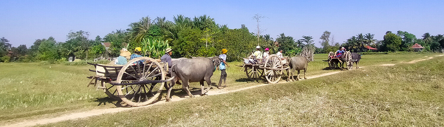 Siem Reap Ox Cart Ride